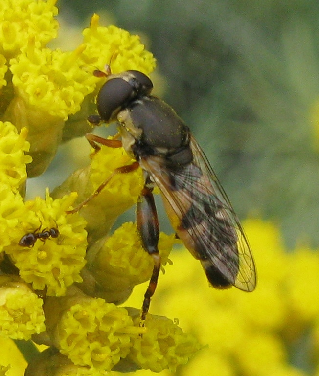 Syritta pipiens e..